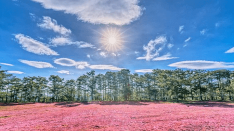 Đến Đà Lạt thời gian này đừng quên ghé thăm những cánh đồng nhuộm một màu hồng rực rỡ