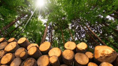 Đạo kinh doanh của ‘vua gỗ’, từ ‘không xu dính túi’ tới sản nghiệp 10 tỷ đô: ‘Để ôm được số tiền lớn, gan bạn cũng phải lớn!’