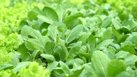 Phát triển kinh tế xanh: Mục tiêu hướng đến của các hợp tác xã