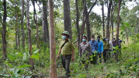 Tăng độ che phủ xanh góp phần phòng chống thiên tai, biến đổi khí hậu