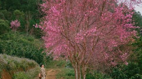 Nhiều homestay, khách sạn ở Đà Lạt còn phòng dịp Tết