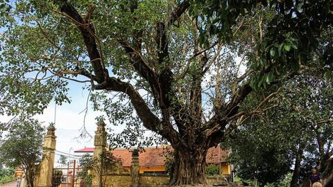 Huyện Phú Xuyên: Gìn giữ và phát triển vùng đất trăm nghề