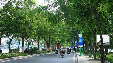 Ủy quyền thủ tục cấp giấy phép chặt hạ, dịch chuyển cây xanh cho UBND cấp huyện