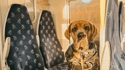 Chi 100 ngàn USD thuê máy bay chở thú cưng đi du lịch vòng quanh thế giới