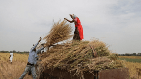 Ấn Độ bắt đầu mùa sóng nhiệt kỷ lục