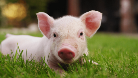 DN thu gần 4 tỷ USD từ bán thịt lợn, thịt gà tại Việt Nam đang có ý định niêm yết sàn chứng khoán Thái Lan