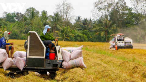 Cơ hội xuất khẩu gạo và những cảnh báo cần thiết cho doanh nghiệp Việt Nam