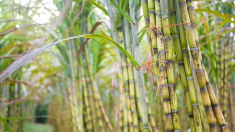 Mía đường Sơn La (SLS) báo lãi kỷ lục hơn 500 tỷ trong niên vụ 2022 - 2023, EPS đạt trên 53.000 đồng/cp