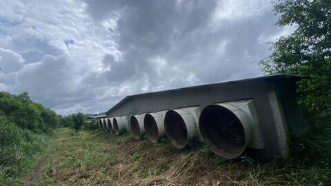 Kon Tum: Người dân vùng biên khốn khổ vì trại nuôi heo gây mùi hôi thối