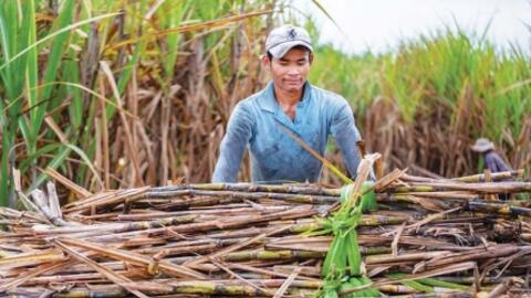 Doanh nghiệp nào hưởng lợi khi Ấn Độ cấm xuất khẩu đường?