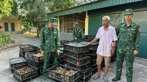 Lực lượng Biên phòng thu giữ gần 18.000 gà giống nhập lậu