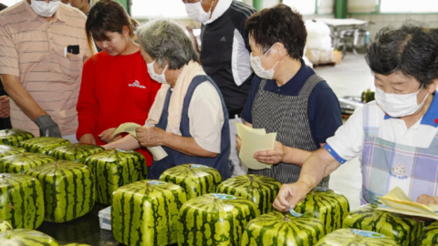 Nhật Bản huy động công nhân 'cứu' quả dưa hấu mọc giữa đường