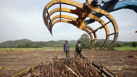 Nối gót Ấn Độ, một cường quốc nông sản khác bất ngờ kiểm soát xuất khẩu đường, là nhà cung cấp lớn thứ 2 thế giới
