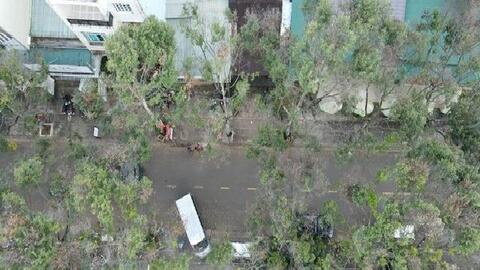 Hàng loạt cây xanh đô thị ở Pleiku héo rũ, chết dần