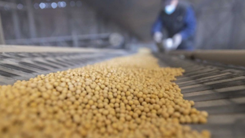 Trung Quốc đưa “ngoại giao đậu nành” trở lại?