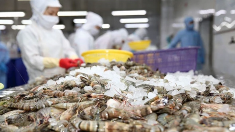 Doanh nghiệp tôm quy mô nghìn tỷ trên sàn chứng khoán sụt giảm 11% doanh số năm 2023