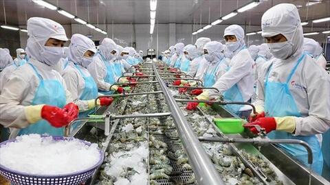 Thuỷ sản Minh Phú: Doanh thu quý IV tăng cao, lãi ‘mỏng như lá lúa’