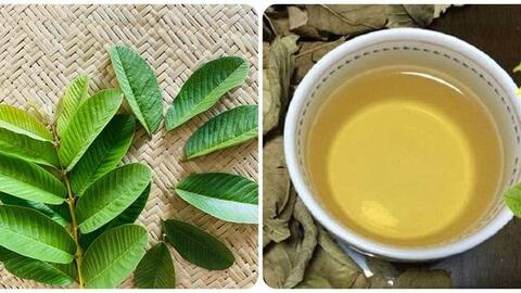 Nước lá ổi tốt cho sức khoẻ nhưng lại 'đại kỵ' với người mắc bệnh này