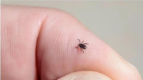 Nhật Bản xác nhận ca sốt giảm tiểu cầu lây nhiễm từ người sang người