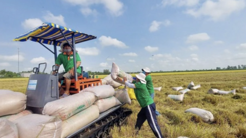 Doanh nghiệp xuất khẩu gạo trúng thầu nhiều lô hàng lớn vẫn… thua lỗ