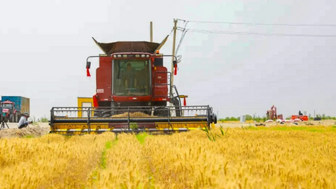 Trung Quốc thu hoạch lúa mì ngay trên sa mạc