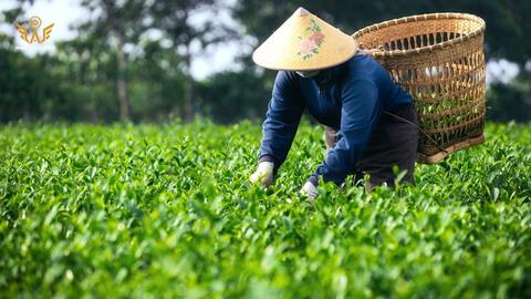 Trà Việt chất lượng cao - hành trình tạo nên túi trà WAO