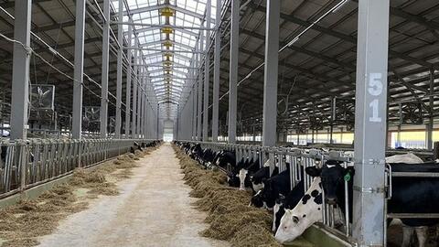 6.000 con bò sữa của Tập đoàn TH và cơ hội của các doanh nghiệp Việt tại quốc gia có diện tích lớn nhất thế giới