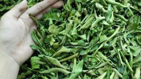 1 loại lá phơi khô là “thuốc kháng sinh tự nhiên”, còn dưỡng gan, hạ đường huyết hiệu quả