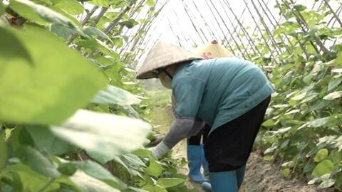 Gắn phát triển nông nghiệp với trách nhiệm bảo vệ môi trường