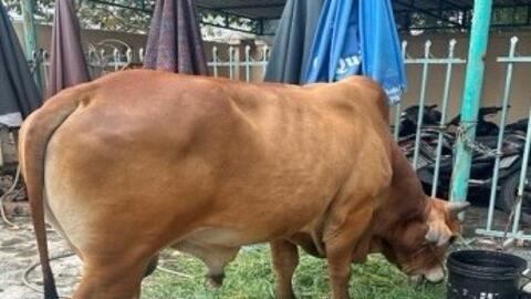 Công an ở Lâm Đồng xử phạt người thả rông bò gây mất an toàn giao thông