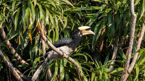 Đôi chim lạ trên vịnh Hạ Long là Hồng hoàng hay Cao cát?