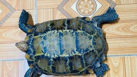 Người dân tự nguyện giao nộp rùa núi viền quý hiếm