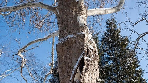 Video cây bất ngờ phát nổ giữa giá lạnh khắc nghiệt