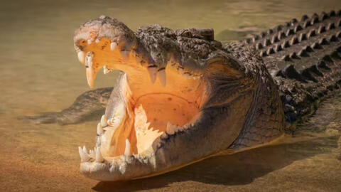 Bí ẩn cá sấu nước mặn nặng cả tấn vượt đại dương rồi biến mất