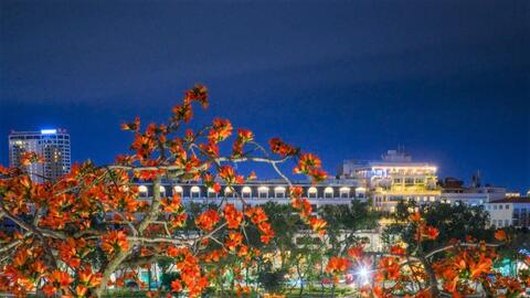 Mùa hoa gạo như thắp lửa từ phố thị đến làng quê ngoại ô Hà Nội