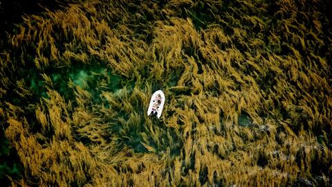 Khoảnh khắc trôi giữa mùa rong mơ Côn Đảo đoạt giải cuộc thi ảnh quốc tế