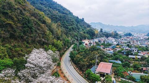 Mùa hoa ban phủ trắng núi rừng Mộc Châu