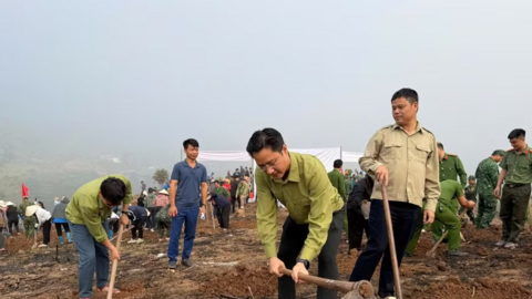 Điện Biên đồng loạt ra quân trồng 12.000ha mắc ca, cà phê
