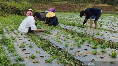 Y học cổ truyền Việt Nam còn nhiều dư địa phát triển