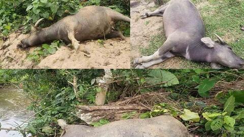 Gia súc chết với biểu hiện lạ, cơ quan chức năng kiểm tra