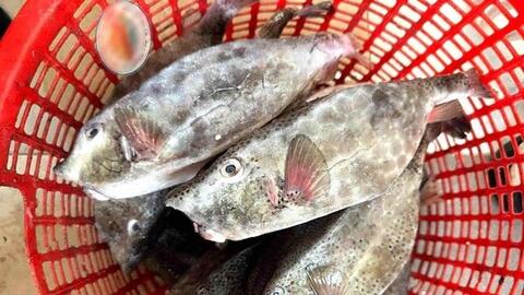 Chủ bè nổi bán cá bò hòm 2,9 triệu đồng/kg bị phạt hơn 20 triệu đồng