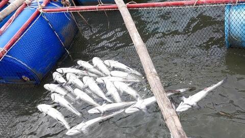Cá chết hàng loạt ở Quảng Trị, người nuôi mất trắng