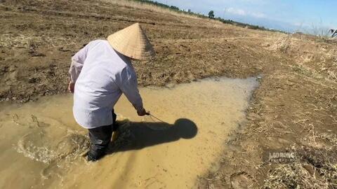 Cá chết hàng loạt sau khi đập dâng sông Trà Khúc xả nước