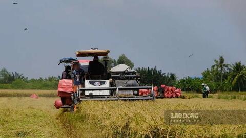 Lao động nông nghiệp khó chuyển nghề dù nhiều việc làm