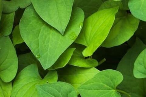 <a href="/thuong-hieu-xanh/van-de-hom-nay/moi-truong" title="Y tế" rel="dofollow">Y tế</a>