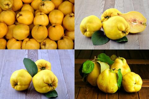 <a href="/thuong-hieu-xanh/van-de-hom-nay/moi-truong" title="Y tế" rel="dofollow">Y tế</a>