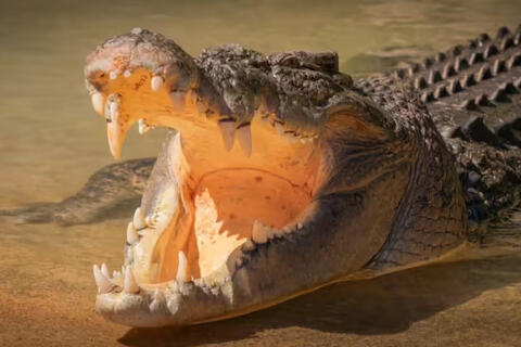 <a href="/trai-dat-xanh" title="Trái đất xanh" rel="dofollow">Trái đất xanh</a>