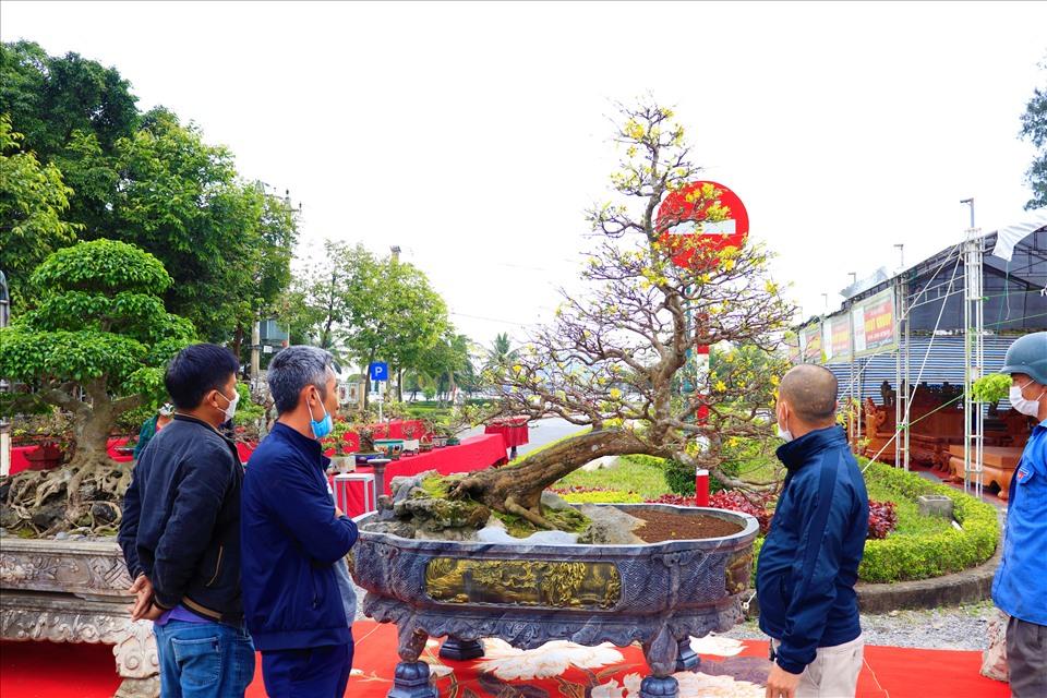 Rất nhiều người thích thú ngắm nhìn cây mai vàng đang được trưng bày tại Hội Hoa Xuân Quảng Bình 2022. Ảnh: H.L.