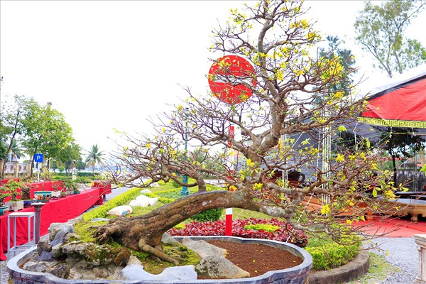 Cây mai thế