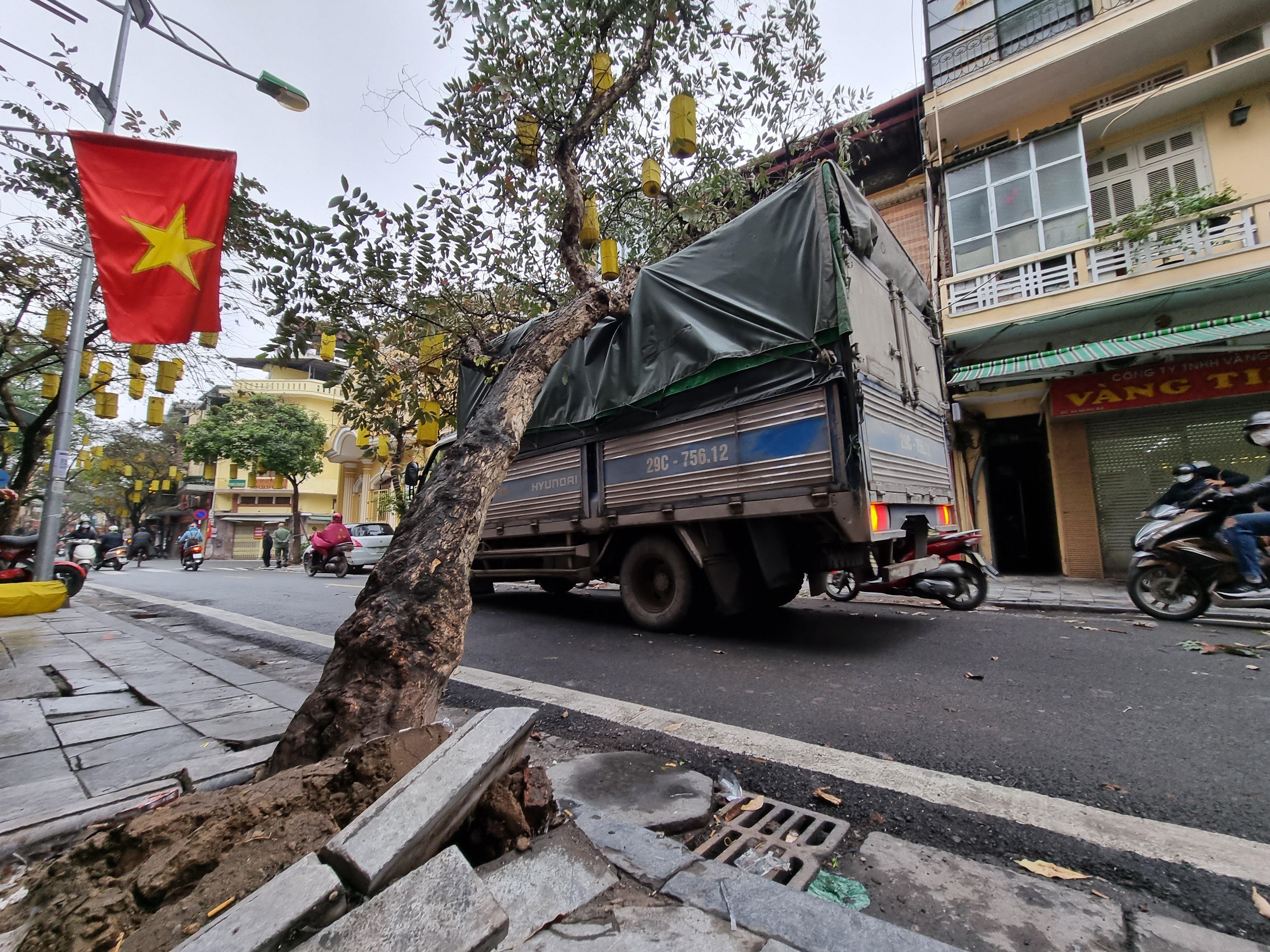 Cây xanh bật gốc. Ảnh: Hải Nam.